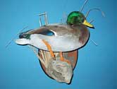 Mallard Drake